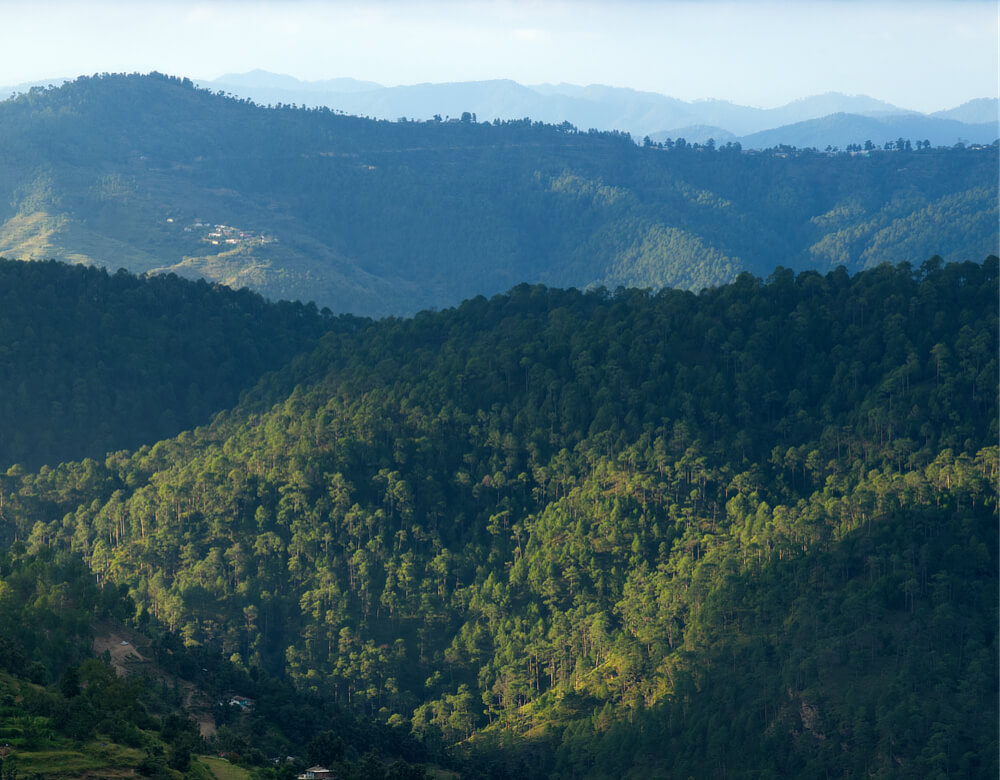 Dense Coniferous Forest