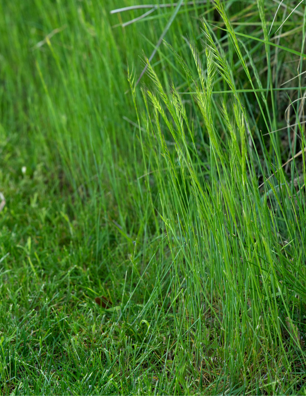 Grass going to seeds