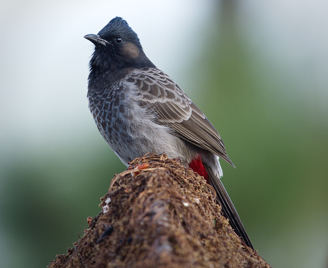 Red Vented Bulbul
