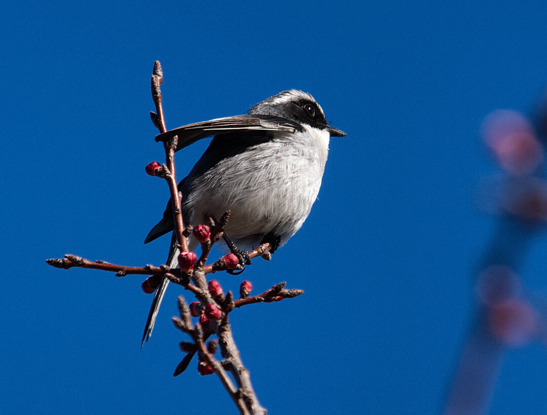 Gray Bushchat