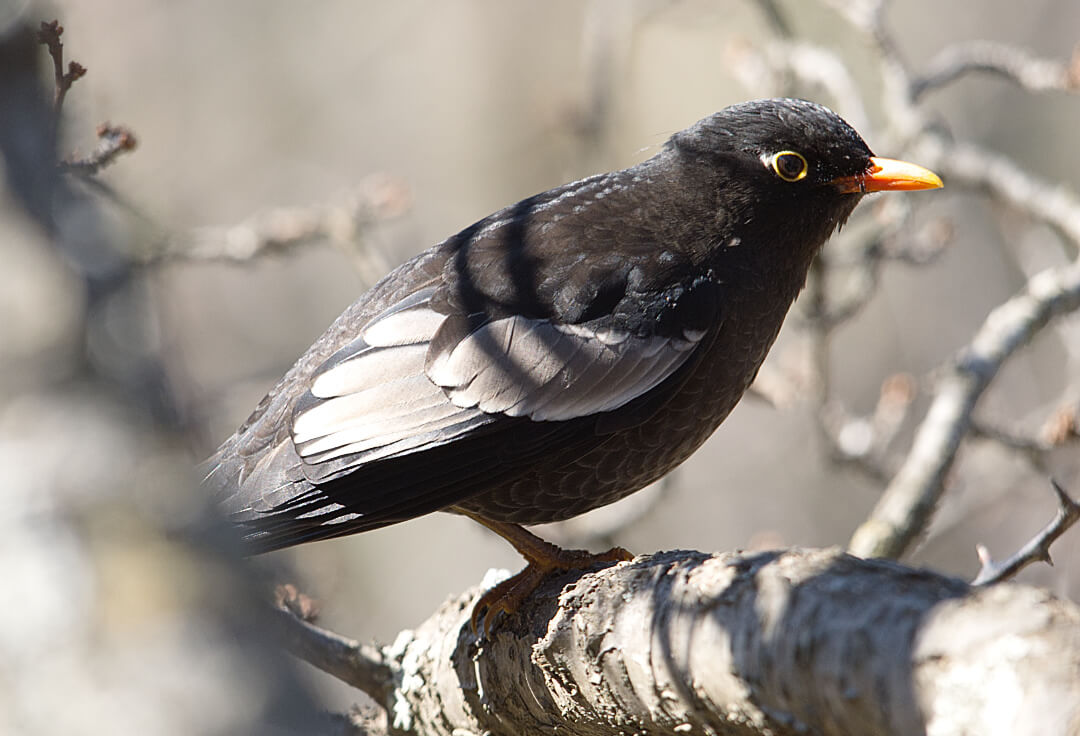 Gray Winged Blackbird