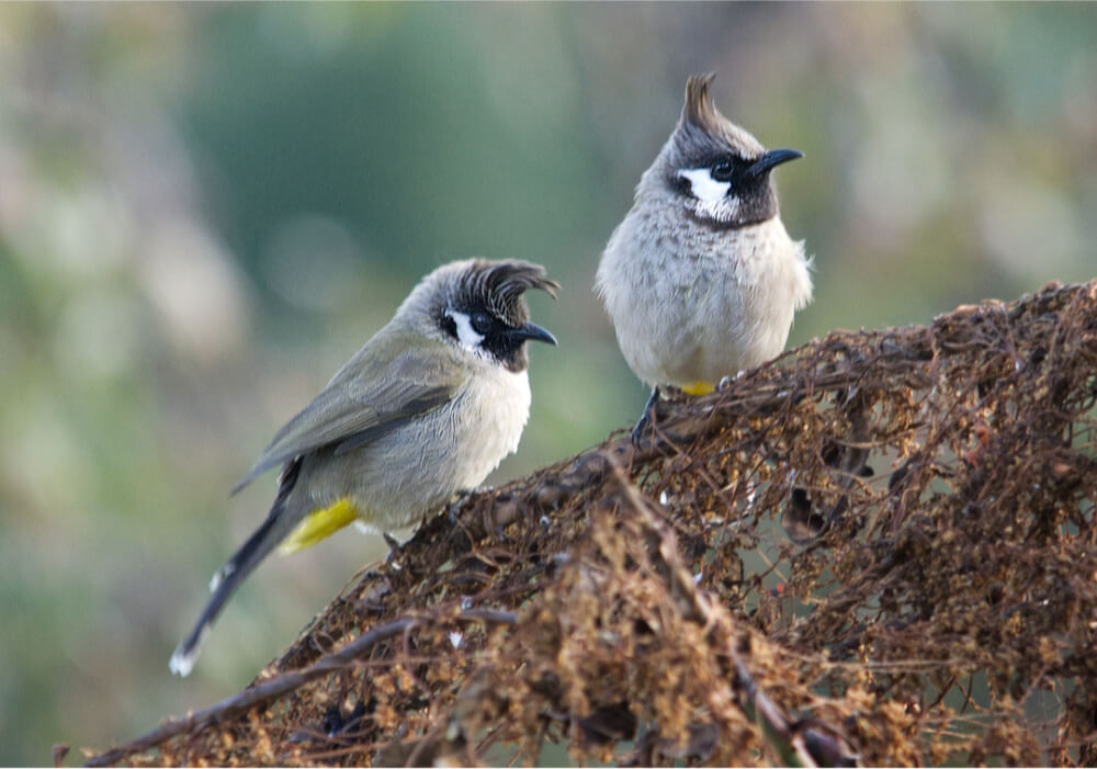 Himalayan Bulbuls