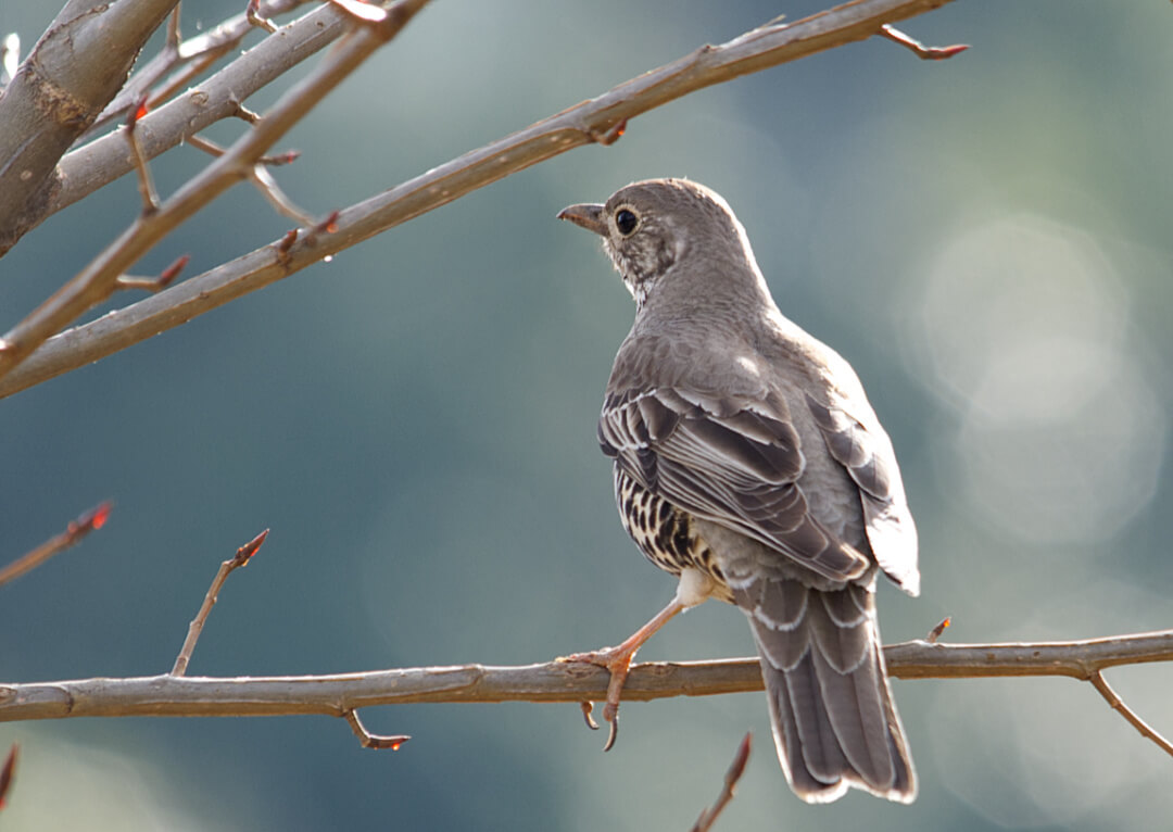 Mistle Thrush - Lovely bird with leopard like spots on its belly.