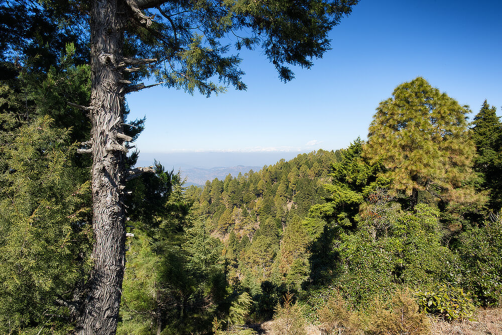 Forest View from Hill Top near Trishul Devta