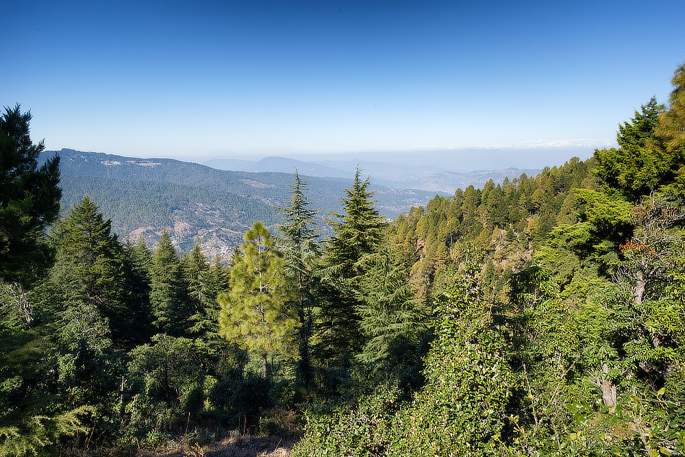 Coniferous Forest from Hill Top