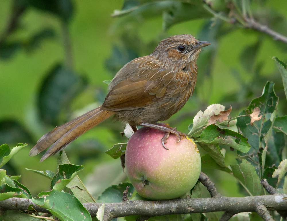 Bird on Apple