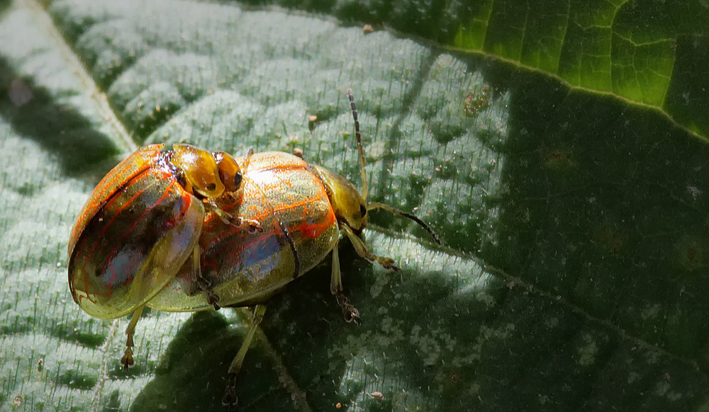 Mating beetles