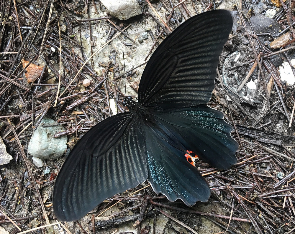 Black butterfly