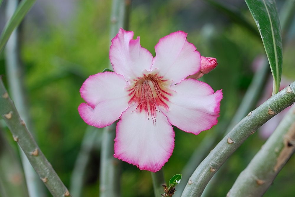 Desert Rose with Exposure Compensation