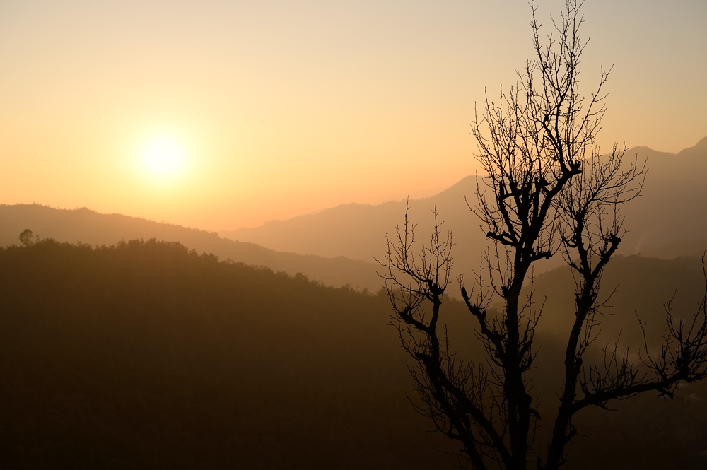 Sun and the dry tree