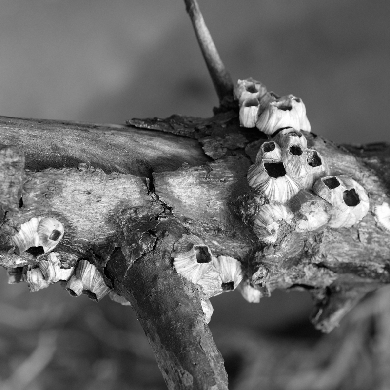 Barnacles on a dry branch