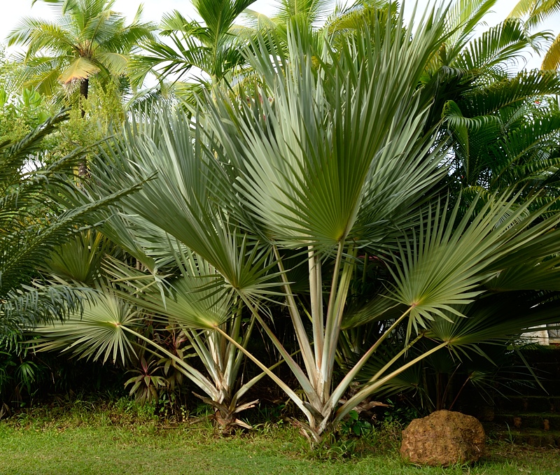 Palm leaves which were in front of me