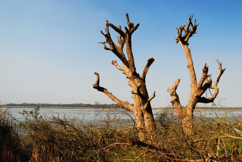 Dry Trees by a Lake