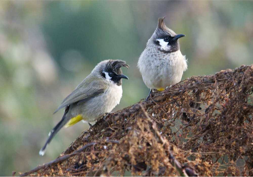 Himalayan Bulbuls