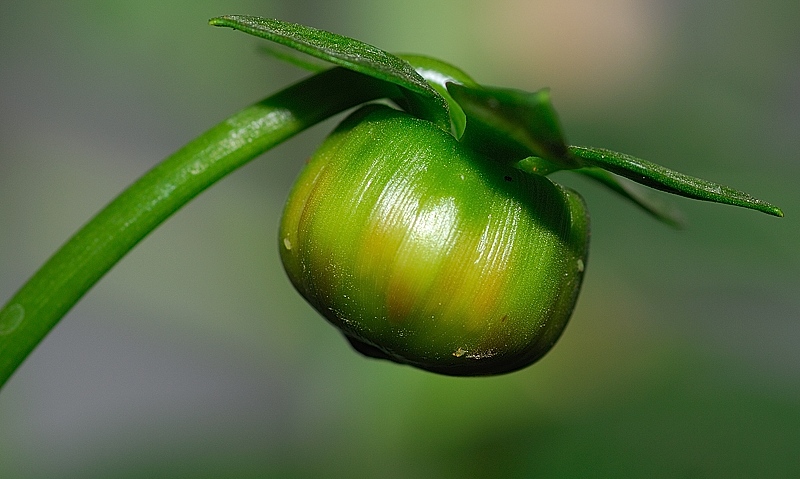Flower bud photographed with Sigma 105mm macro EX DG lens on Nikon D200