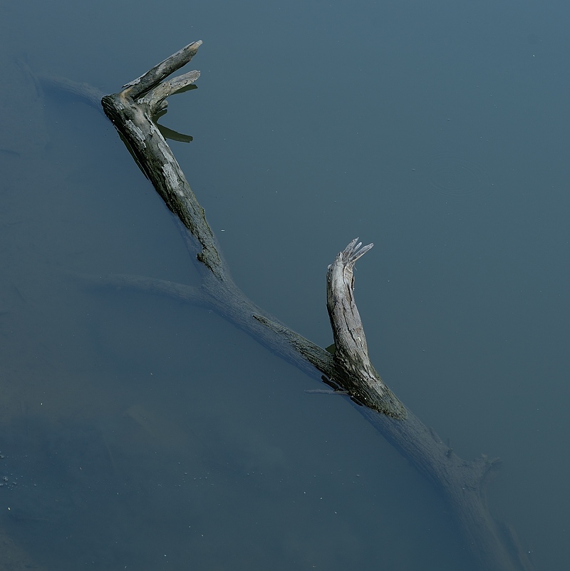 Sunken Tree