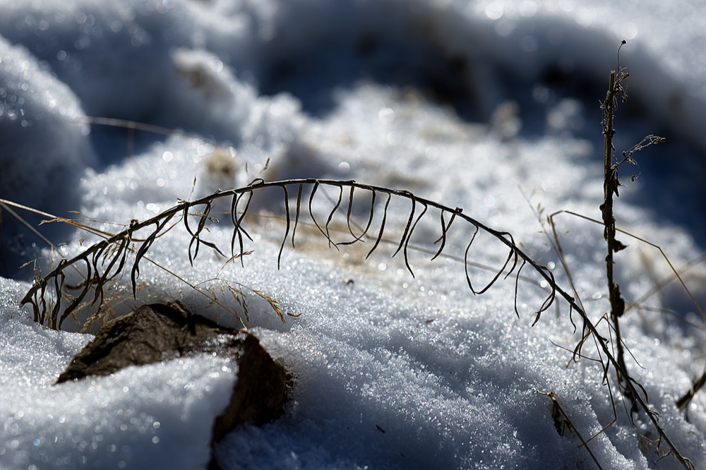 Twig in snow