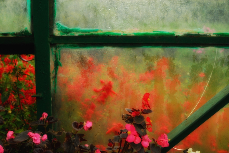 Frosted Window with Flowers