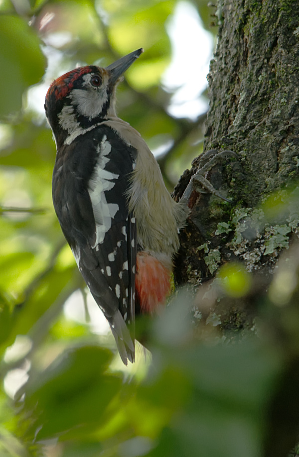 Woodpecker