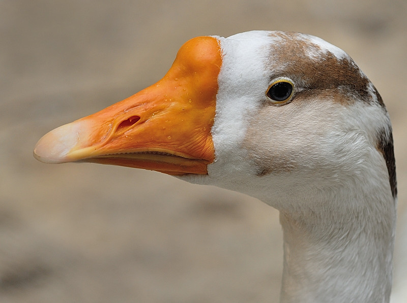 Goose captured with a Nikon D200 and Sigma 105mm lens using Manfrotto 680B monopod