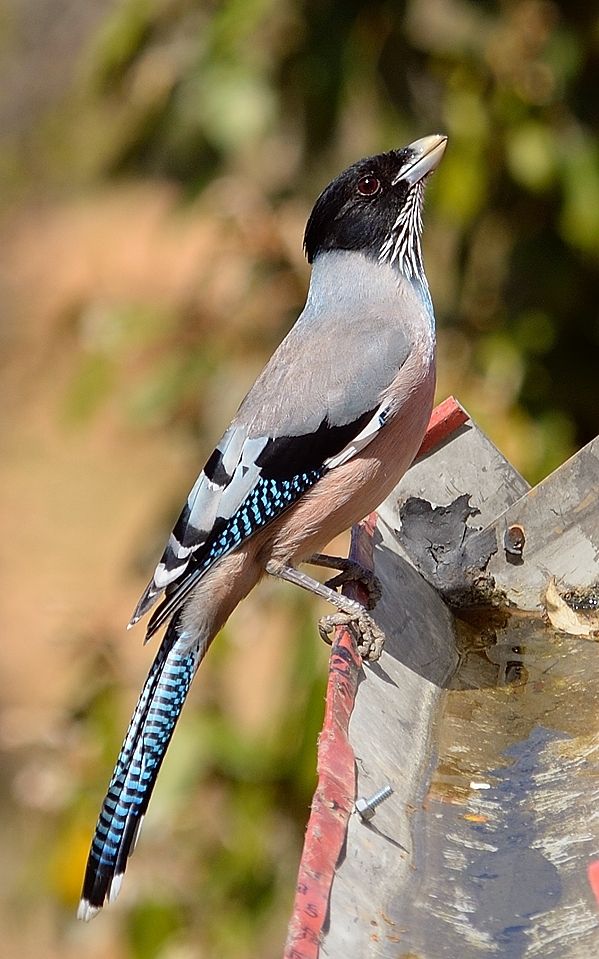 Magpie on roof