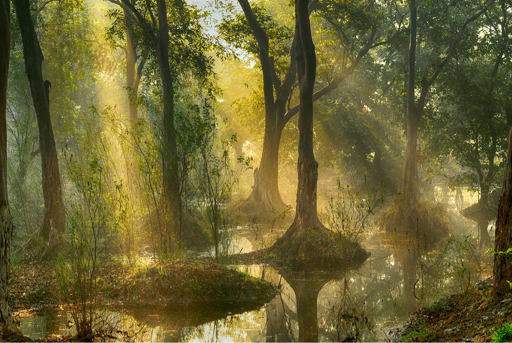 Sunrays in Marsh