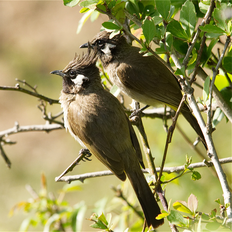 Himalayan Bulbuls