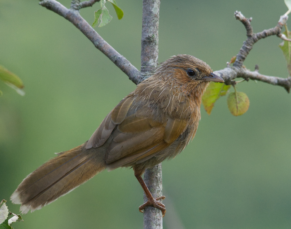 Bird on apple tree