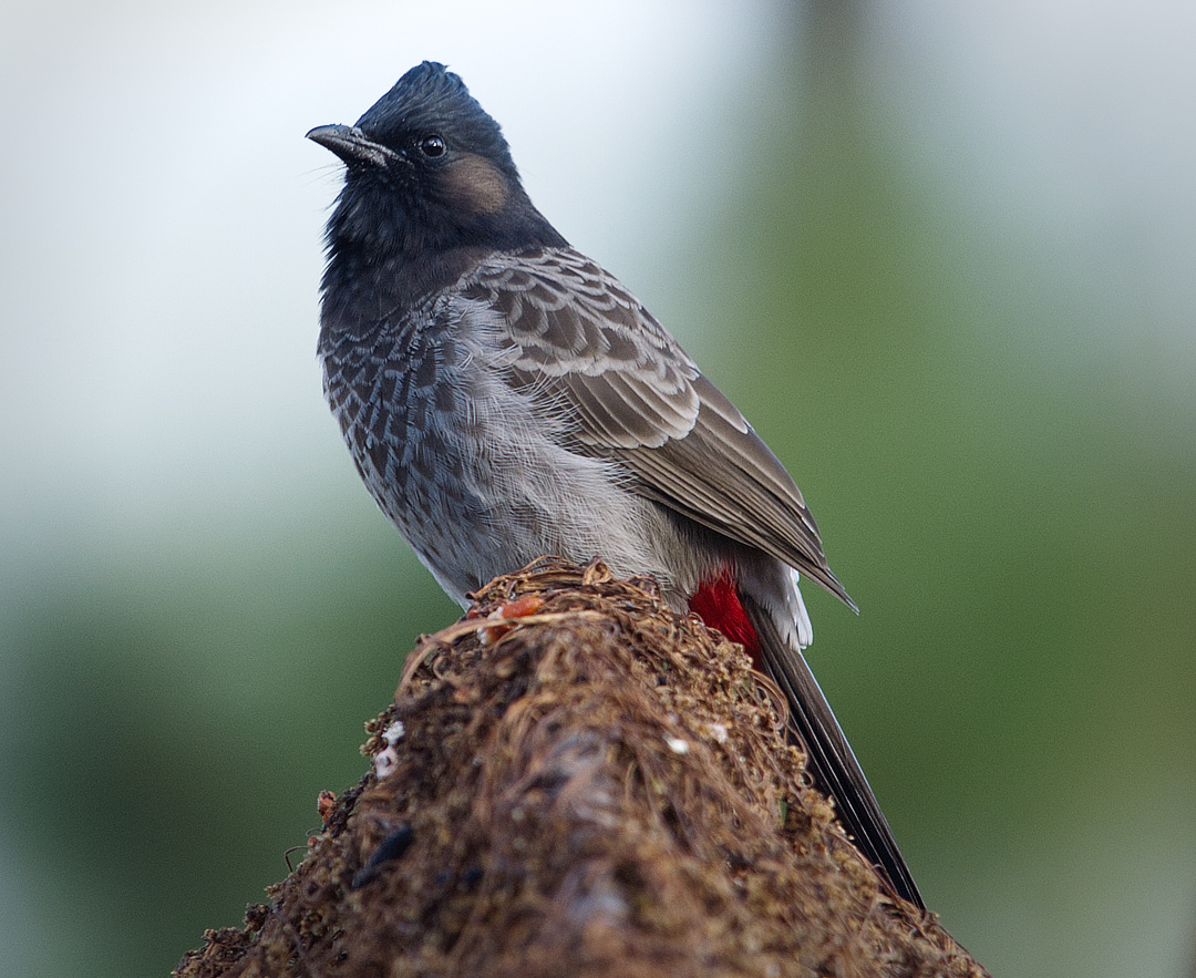Red-vented Bulbul