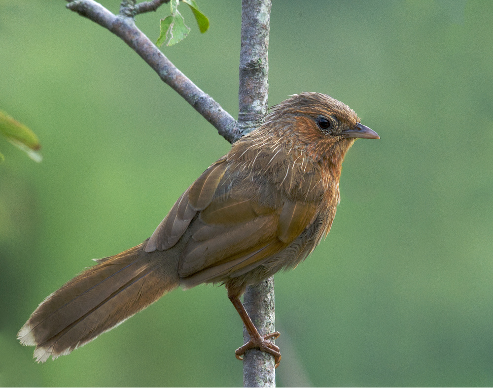 Bird on apple tree