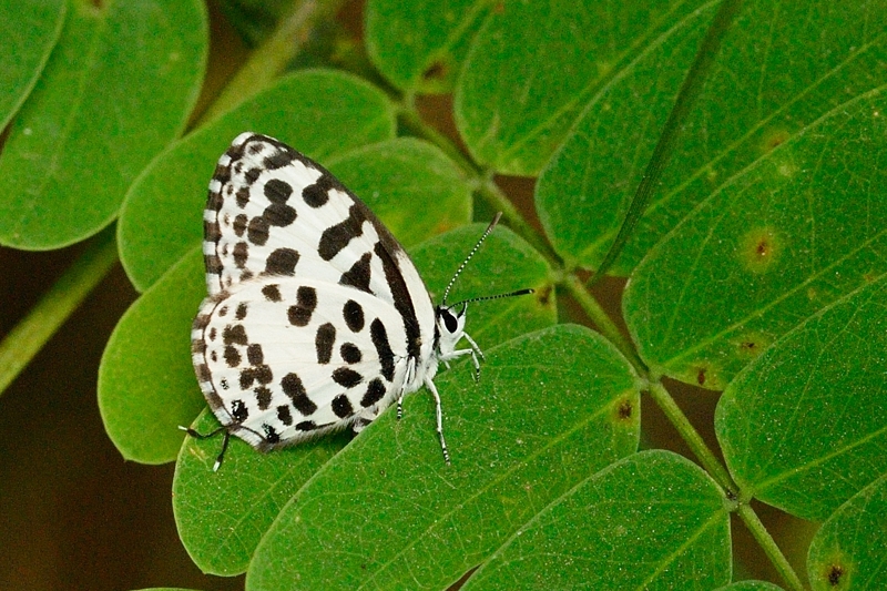 Spotted butterfly