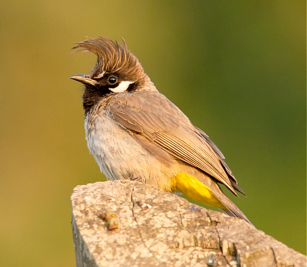 Yellow Vented Bulbul