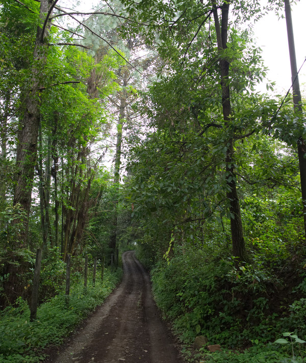 Pathway in forest