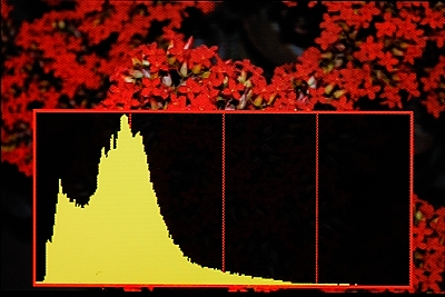 Dark Photograph - Histogram