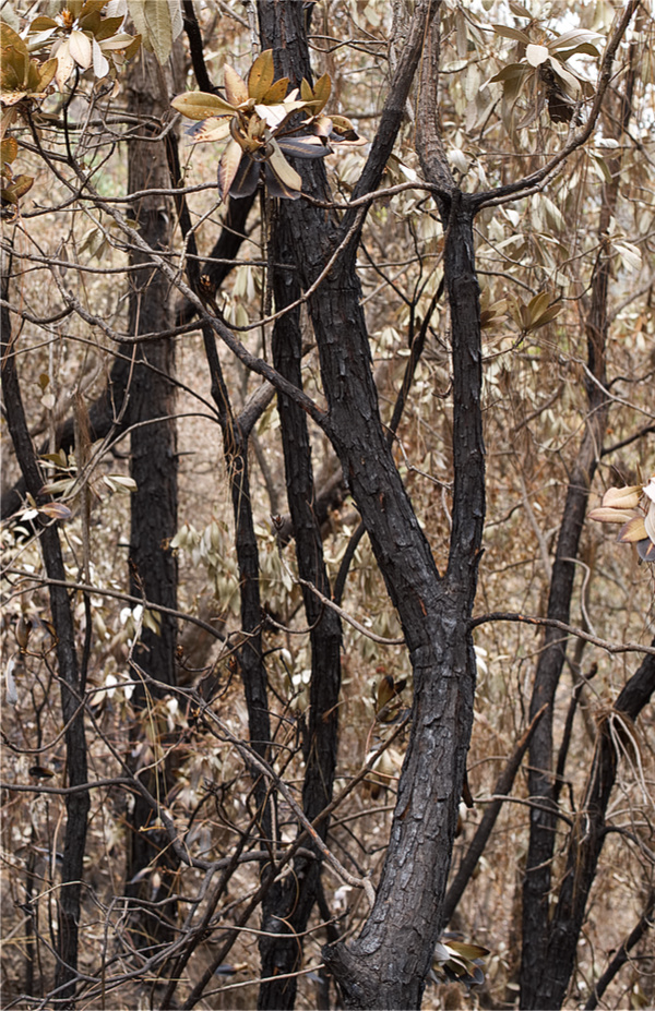 Burnt Trees