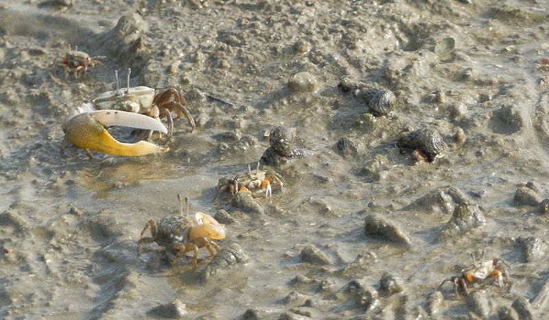 Crabs