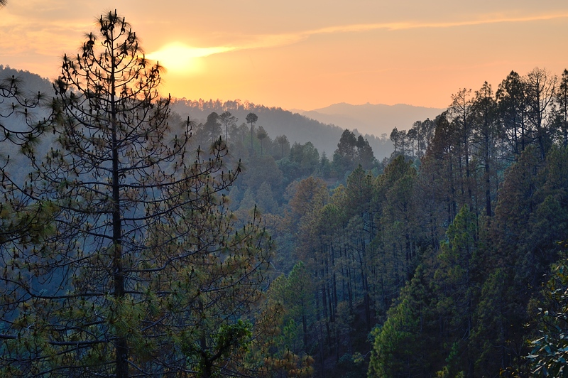 Sunset behind the pines