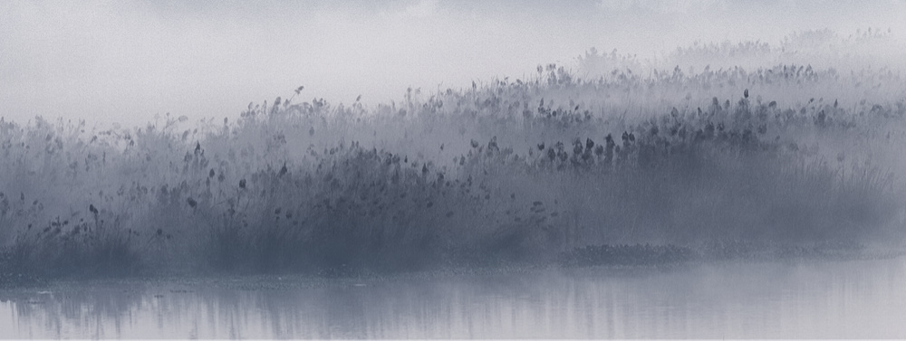 Foggy Marsh
