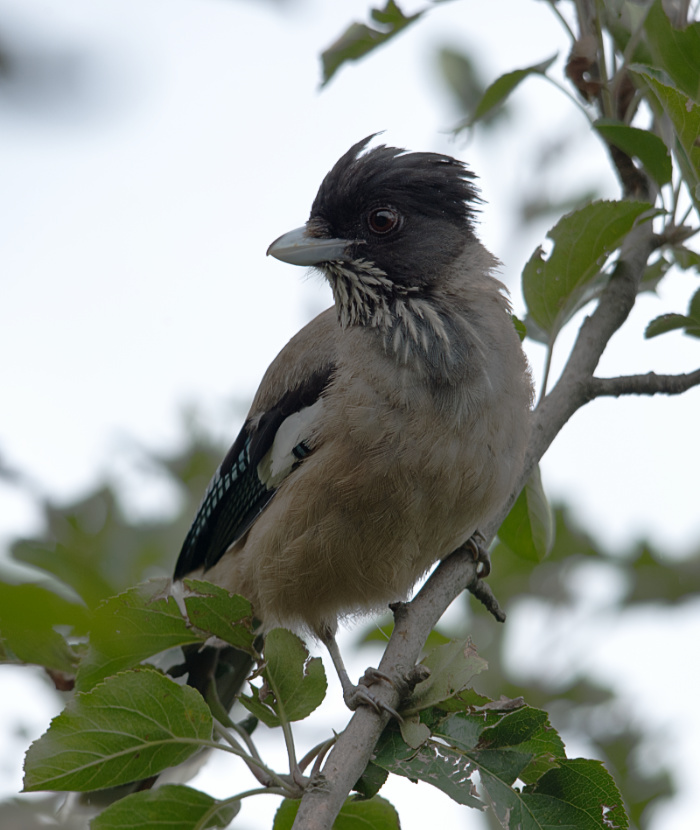 Black Headed Jay