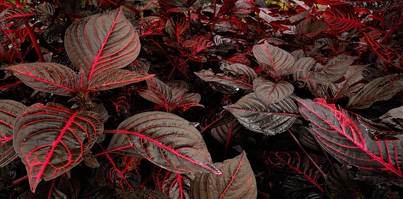 Croton Leaves