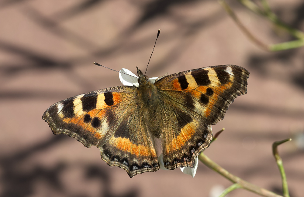 Orange and Black Butterfly