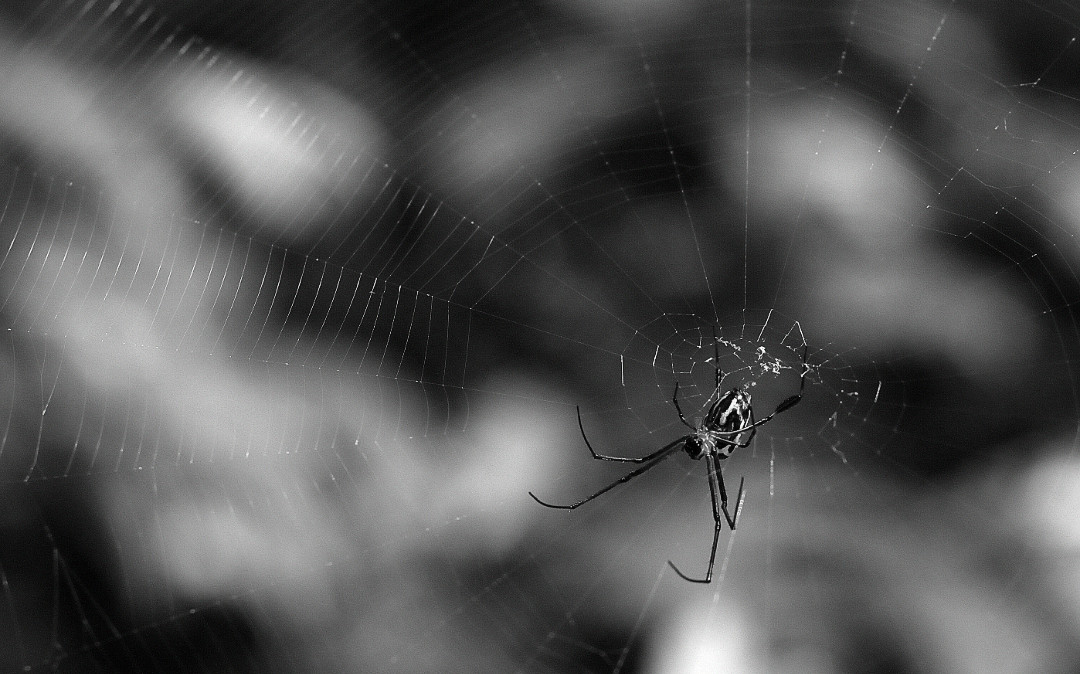Spider and Web