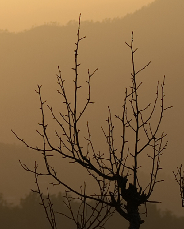 Closeup of the dried branches