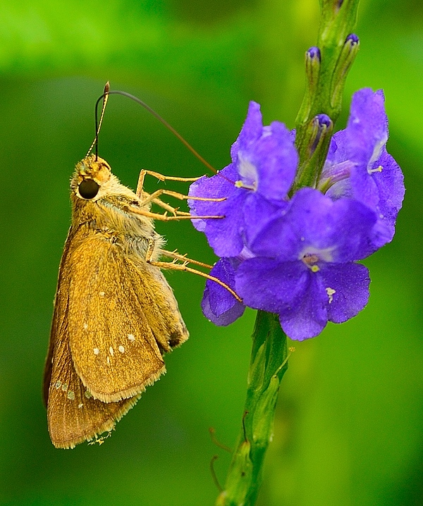Moth photographed with Sigma 105mm macro EX DG lens on Nikon Df