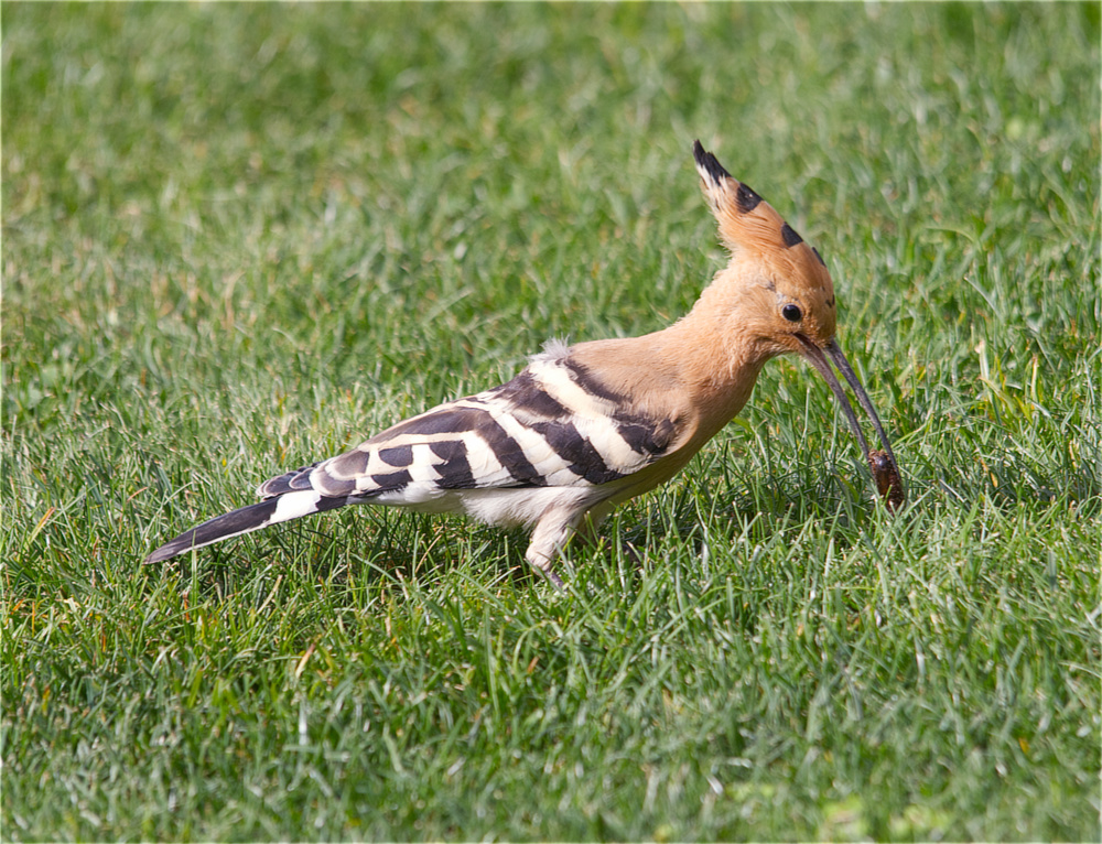 Hoopoe on the lawn