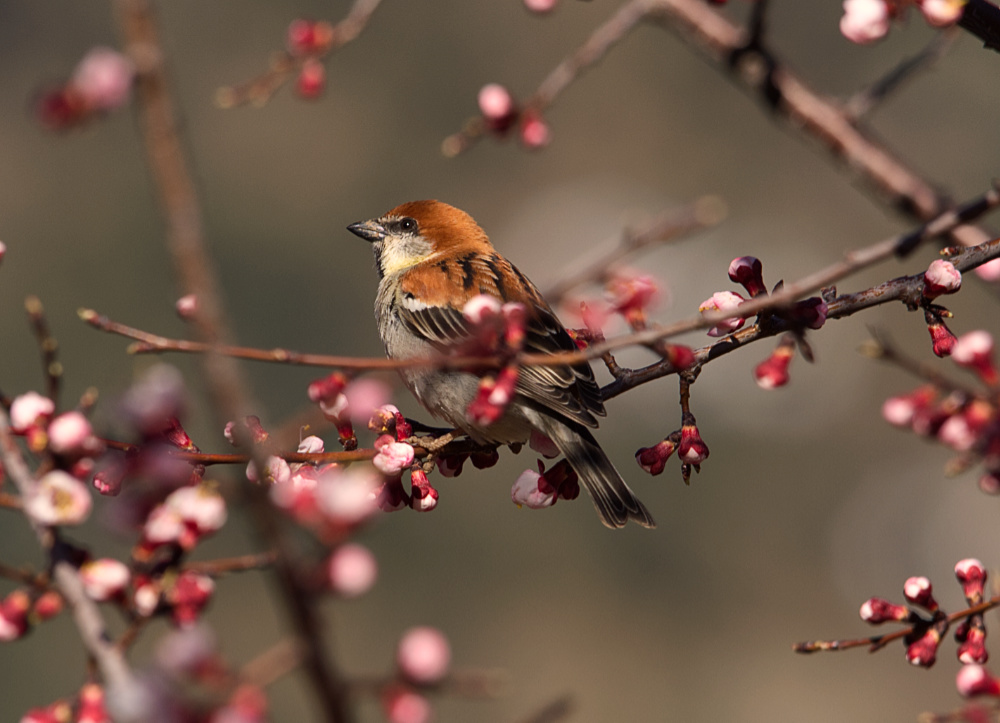 Russet Sparrow