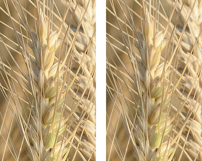 Effects of Resampling