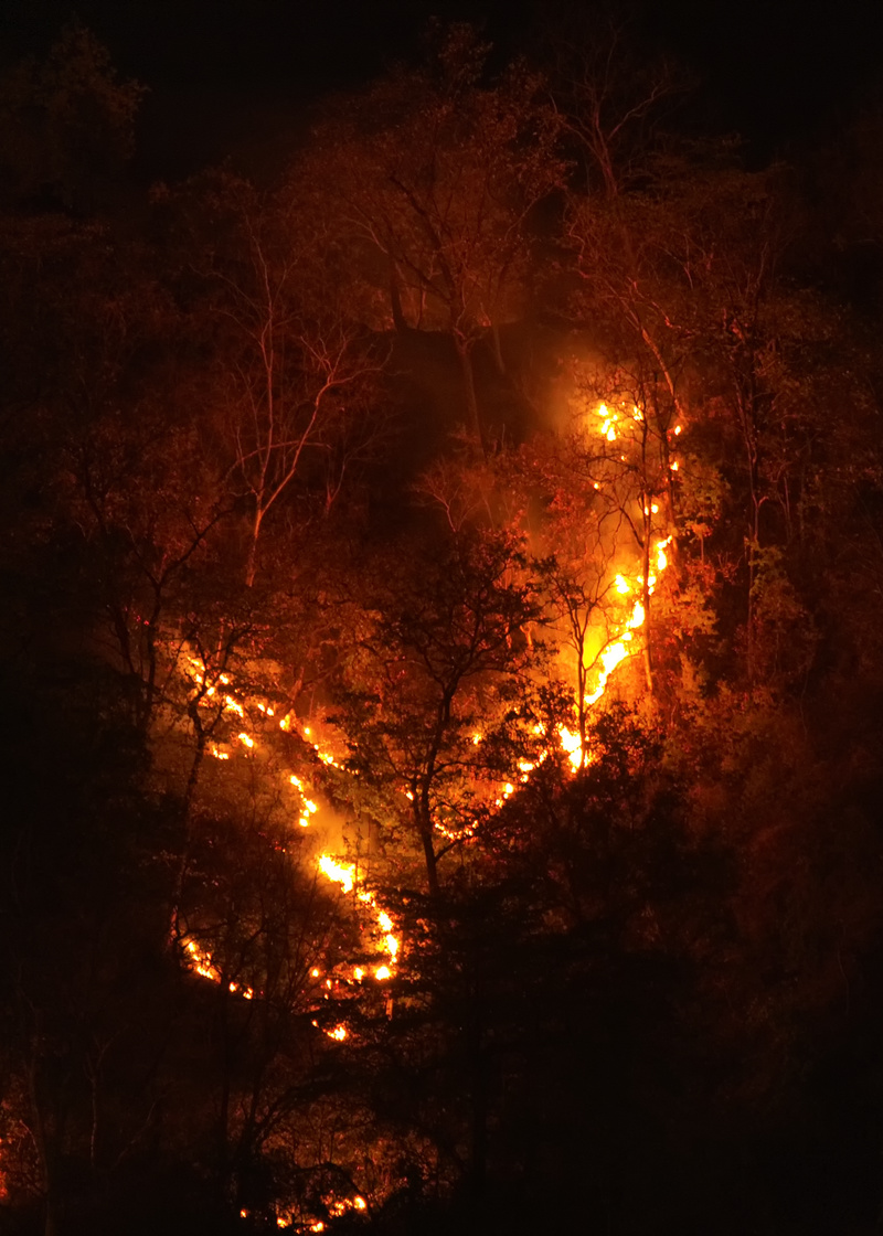 Ring formed by forest fire