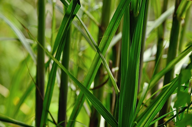 Bamboo Leaves