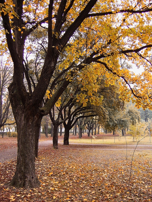 Autumn - Clicked using a compact camera and saved as jpg